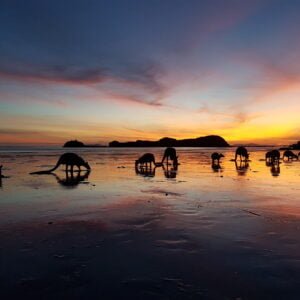 Cape Hillsborough Photo Tour