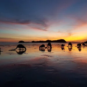 Cape Hillsborough Photo Tour