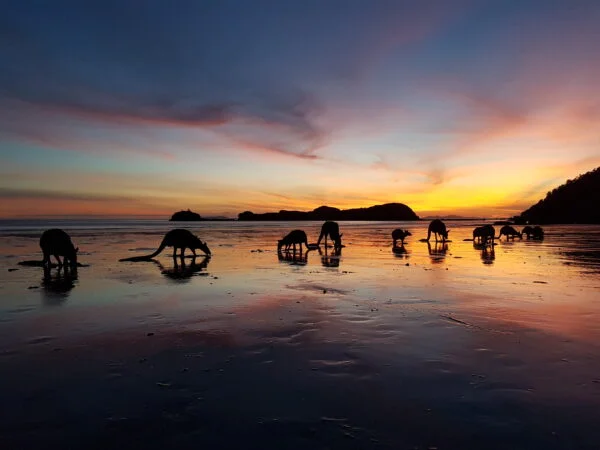 Cape Hillsborough Photo Tour